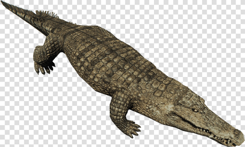 Crocodiles Nile Crocodile American Alligator Animal   Crocodile Png  Transparent PngTransparent PNG