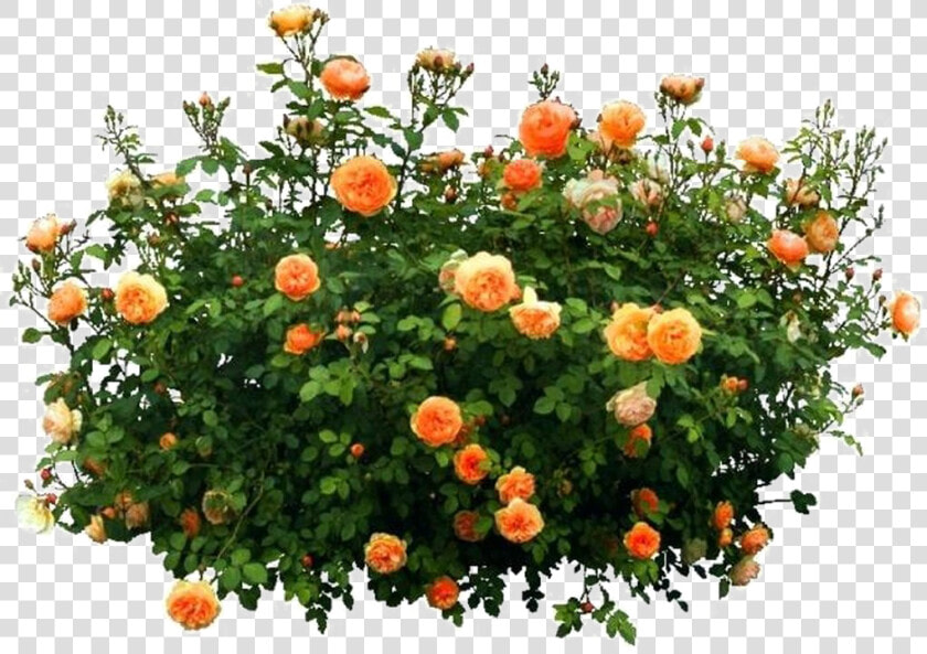 Shrub Png Free Download   Flower Bush Png  Transparent PngTransparent PNG