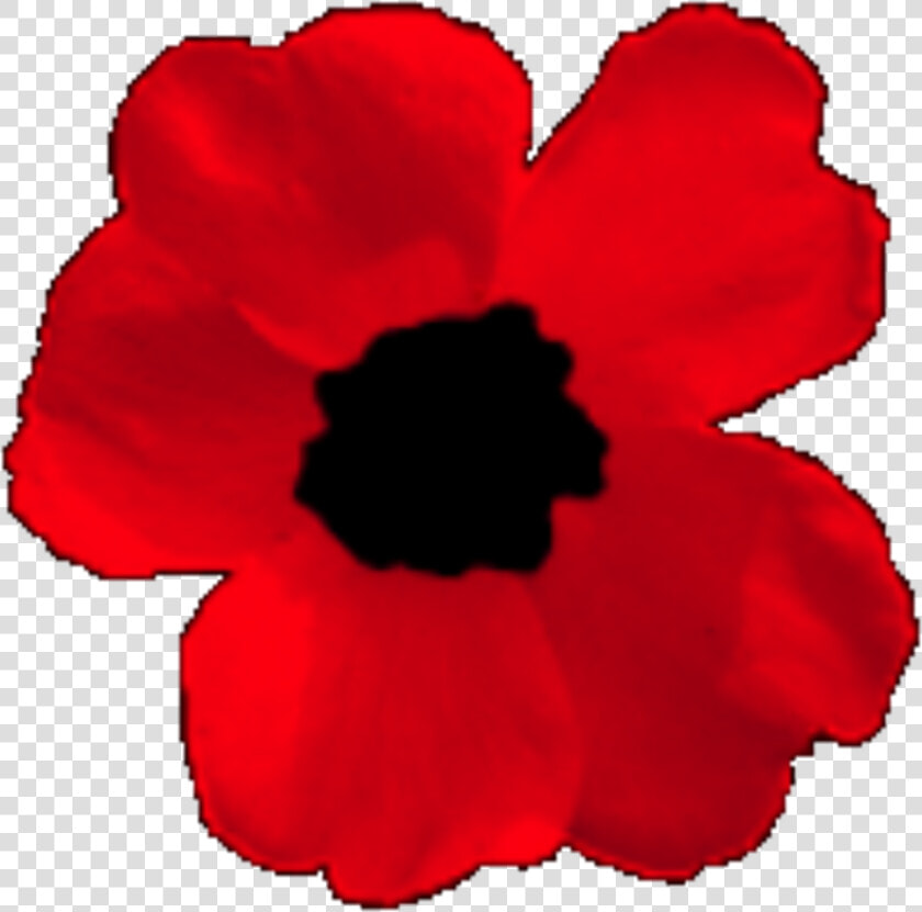 Corn Poppy Clipart   Png Download   Corn Poppy  Transparent PngTransparent PNG