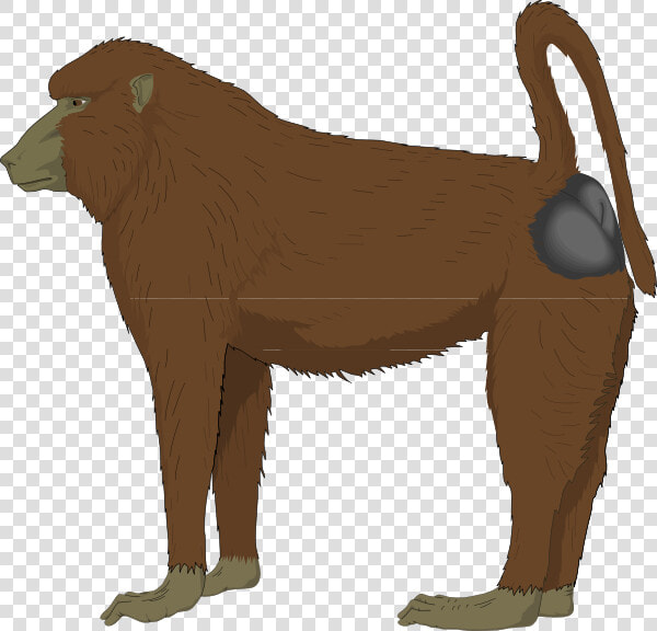 Blue Bottomed Ape Svg Clip Arts   Baboon Clipart  HD Png DownloadTransparent PNG