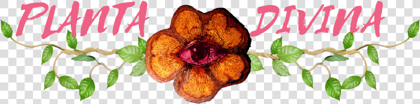 Planta Divina   Impatiens  HD Png DownloadTransparent PNG