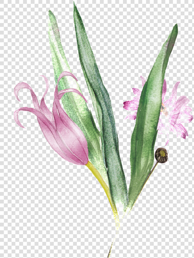 Pink Bouquet Transparent Decorative   Gladiolus  HD Png DownloadTransparent PNG