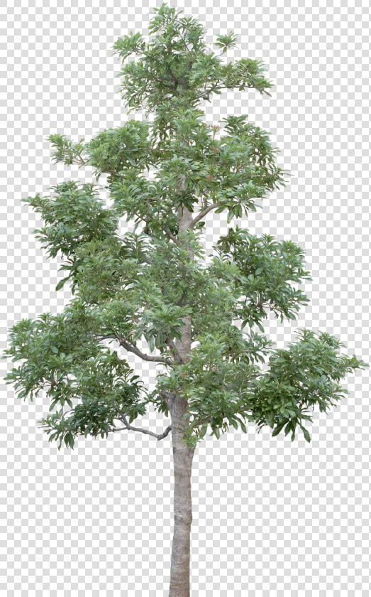 Transparent Tree Limb Png   Tree  Png DownloadTransparent PNG