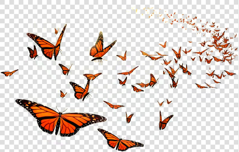 Monarch Butterfly Flight Orange Middle School Insect   Flying Monarch Butterfly Png  Transparent PngTransparent PNG