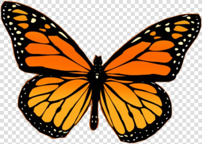  butterfly  monarchbutterfly  orange  vsco  freetoedit   Butterfly Airpod Case  HD Png DownloadTransparent PNG