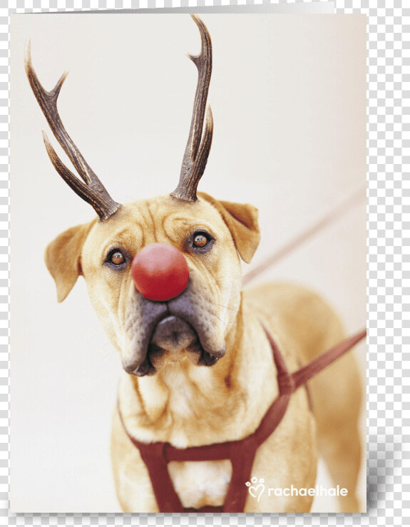 A Red Nose Will Get You Everywhere Greeting Card  HD Png DownloadTransparent PNG