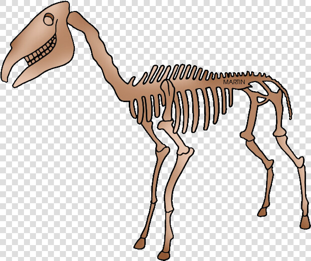 Collection Of Png   Phillip Martin Fossil Clipart  Transparent PngTransparent PNG