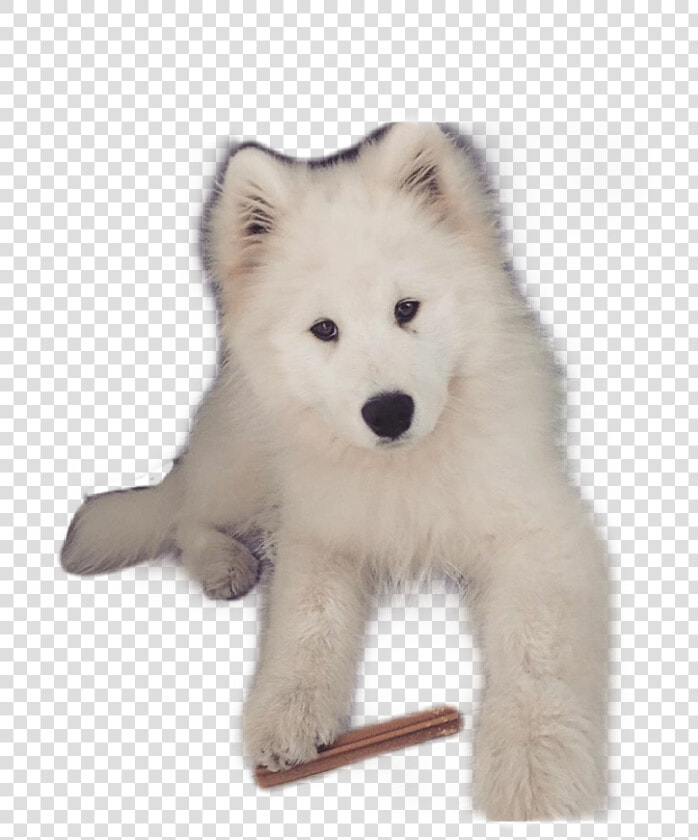  pies  yoshi  samoyed   Siberian Husky  HD Png DownloadTransparent PNG