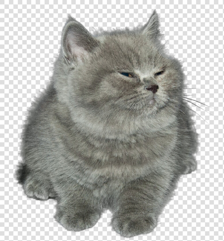 Cat Kitten Cat Mammal Small To Medium Sized Cats Whiskers   Chubby Grey Kitten  HD Png DownloadTransparent PNG