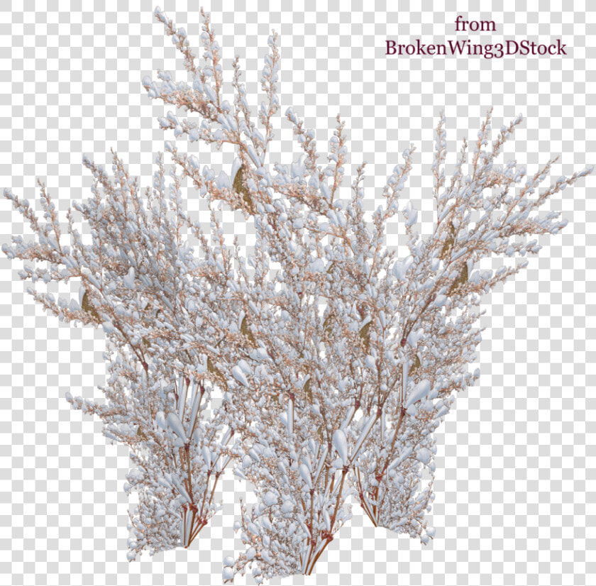 The Snow On The Tree   Png Download   Snow Covered Bushes Png  Transparent PngTransparent PNG