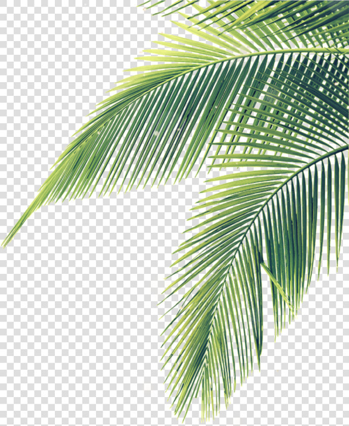 Transparent Palm Branches Clipart   Palm Tree Leaves Png  Png DownloadTransparent PNG