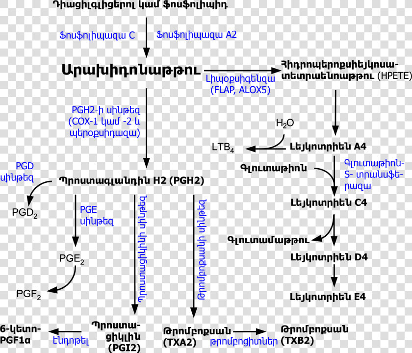 Eicosanoid Synthesis Arm  HD Png DownloadTransparent PNG