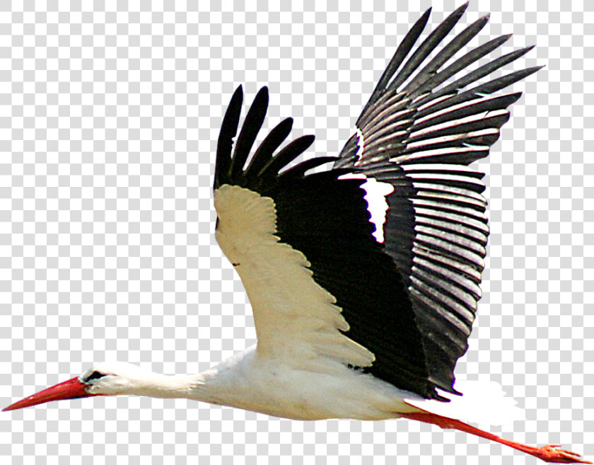 White Stork Portable Network Graphics Bird Clip Art   Stork Png  Transparent PngTransparent PNG