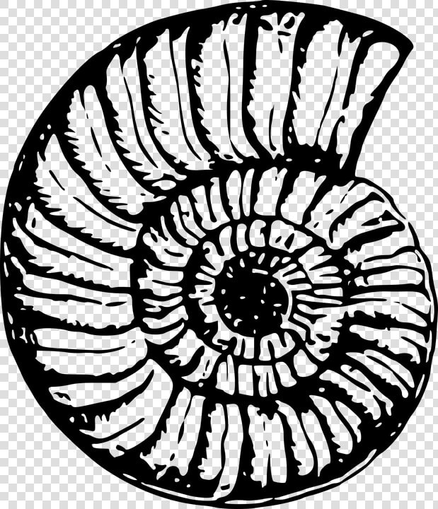 Beach Shell Cliparts 20  Buy Clip Art   Black And White Shell Png  Transparent PngTransparent PNG