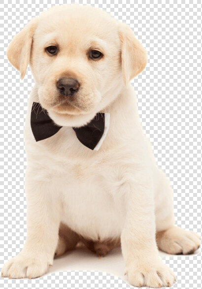 Cute Doggy  HD Png DownloadTransparent PNG