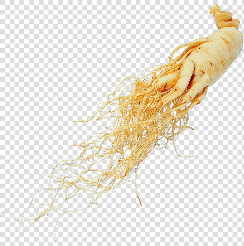 Transparent Ginseng Png   Panax Ginseng Root Extract Png  Png DownloadTransparent PNG