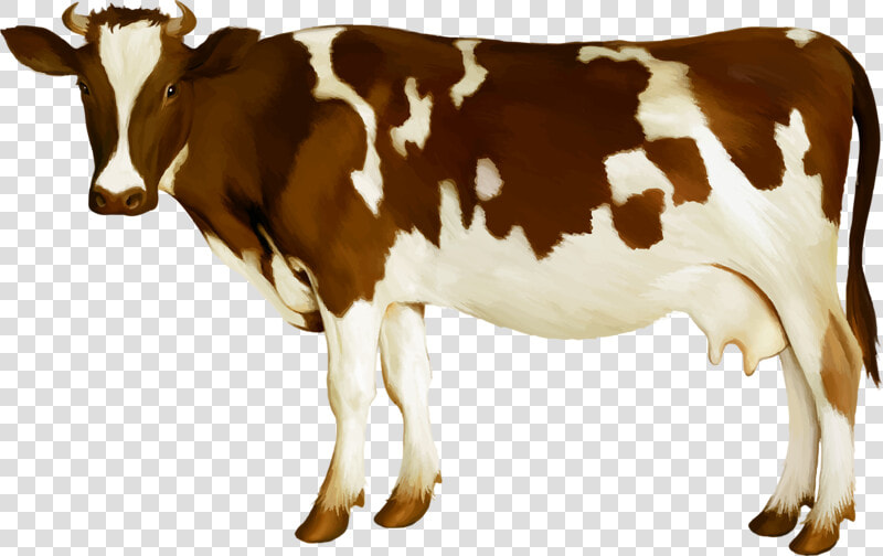 Simmental Cattle Milk Dairy Cattle Calf   Dairy Cow  HD Png DownloadTransparent PNG