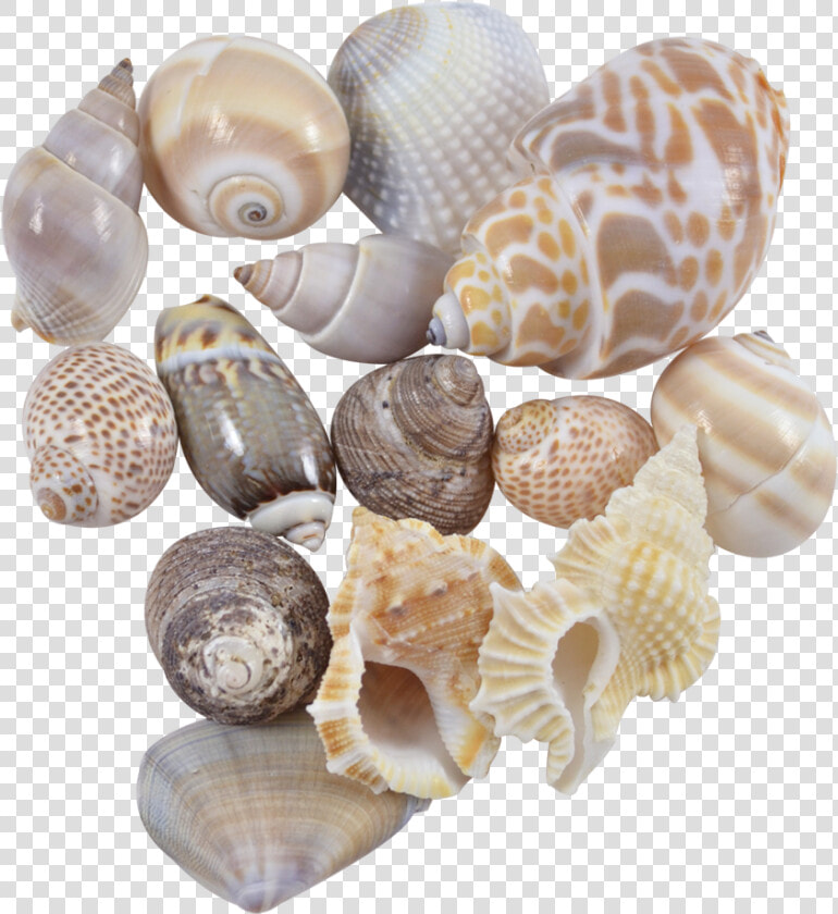 More Views   Seashell   Seashell  HD Png DownloadTransparent PNG