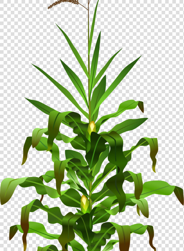 Popcorn Maize Sorghum Clip Art   Corn Plant Png  Transparent PngTransparent PNG