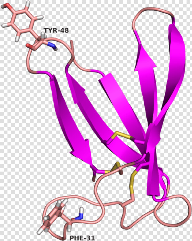 Purple Arrows Show Β sheets  Lines In Light Red Indicate  HD Png DownloadTransparent PNG