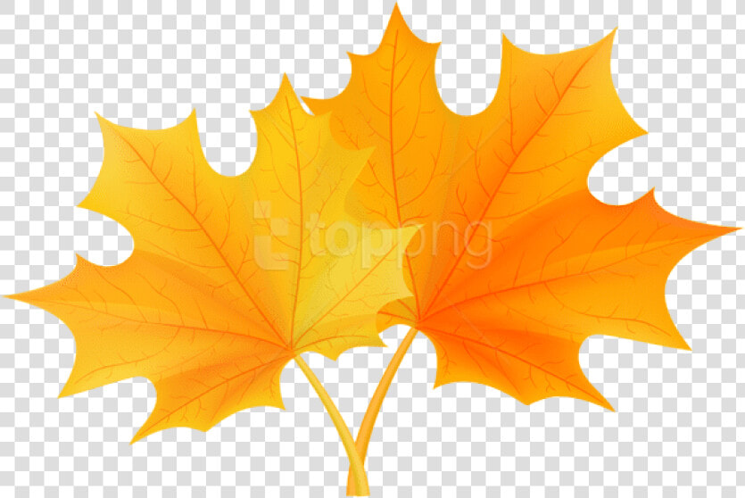 Autumn   Laurier University Maple Leaf  HD Png DownloadTransparent PNG