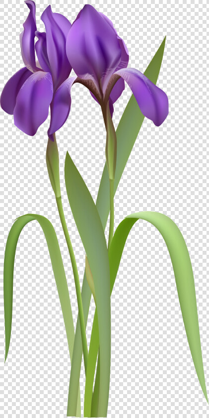 Iris Spring Flower Png Clipar  Transparent PngTransparent PNG