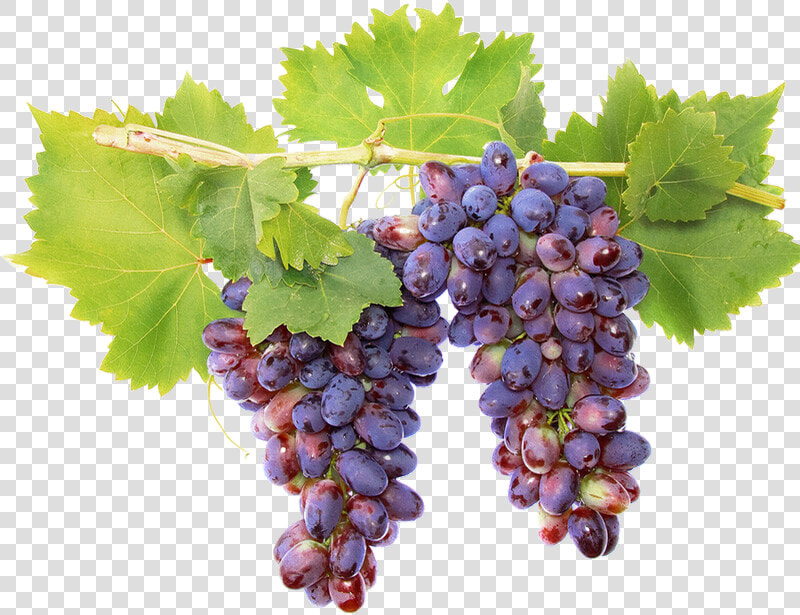 Tube Fruit  Raisin Png  Vigne  Vendanges   Seedless Fruit  Transparent PngTransparent PNG