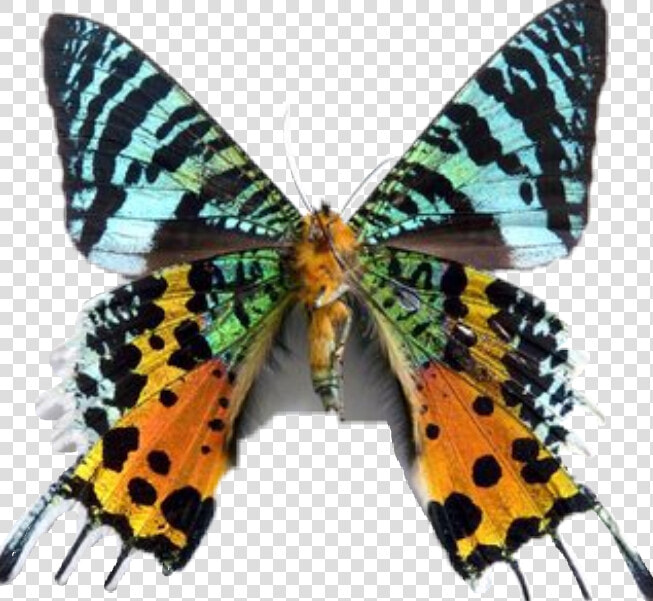  butterfly  rare   Vanessa Cardui  HD Png DownloadTransparent PNG