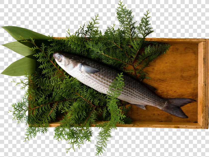 Oily Fish  HD Png DownloadTransparent PNG