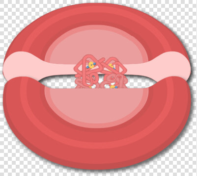 Hemoglobin Png  Transparent PngTransparent PNG