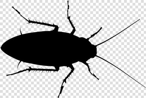 Cockroach Insect Png   Leaf Beetle  Transparent PngTransparent PNG