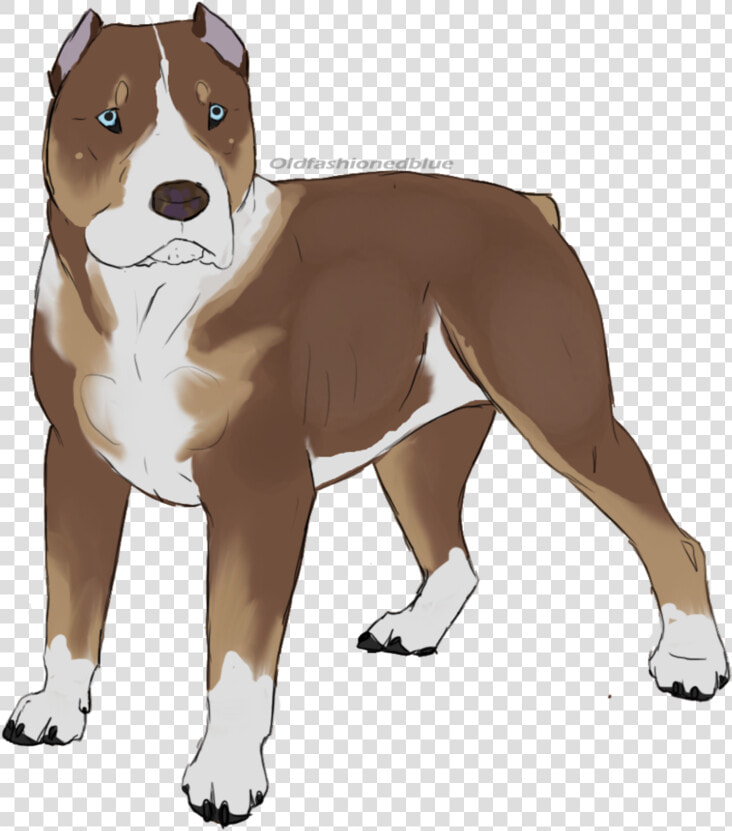 American Staffordshire Terrier American Pit Bull Terrier   Perro Pitbull Dibujo Png  Transparent PngTransparent PNG