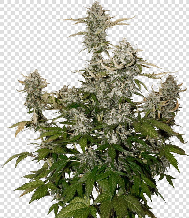 Auto Og Kush Ganja Seeds  HD Png DownloadTransparent PNG