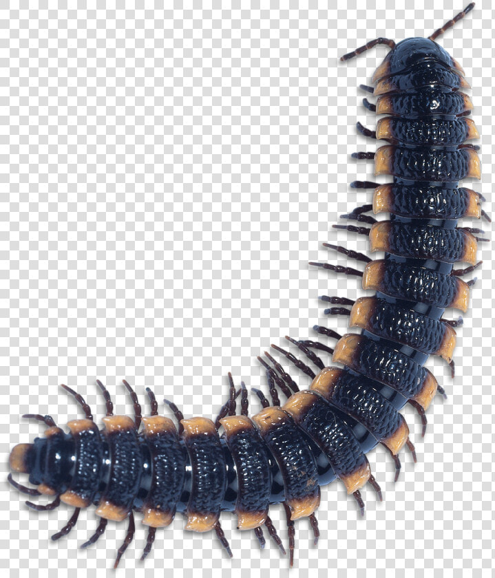 Centipede Millipede  HD Png DownloadTransparent PNG