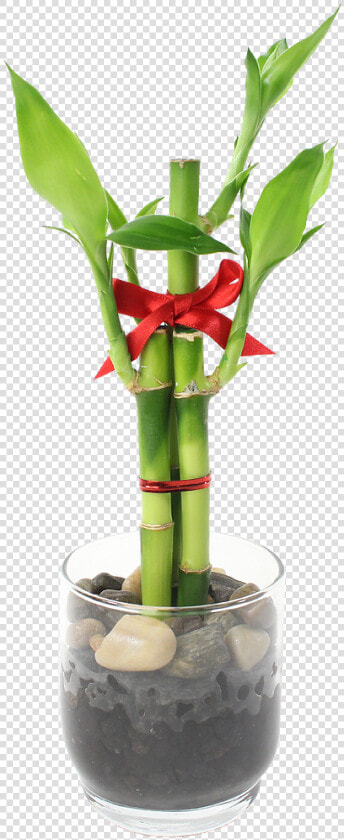 Feng Shui Bamboo Indoor Plant Data Rimg Lazy   Centrepiece  HD Png DownloadTransparent PNG