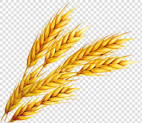 Wheat Png Free Download   Wheat Clipart  Transparent PngTransparent PNG