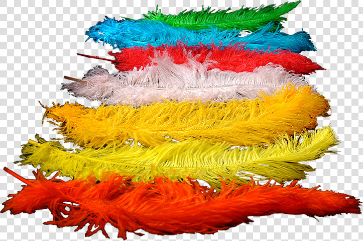 Colored Ostrich Feathers For Wedding Decoration   And   Colorado Spruce  HD Png DownloadTransparent PNG