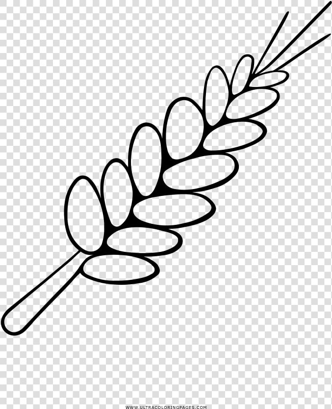 And Wheat Coloring Page   Espiga De Trigo Para Colorear  HD Png DownloadTransparent PNG