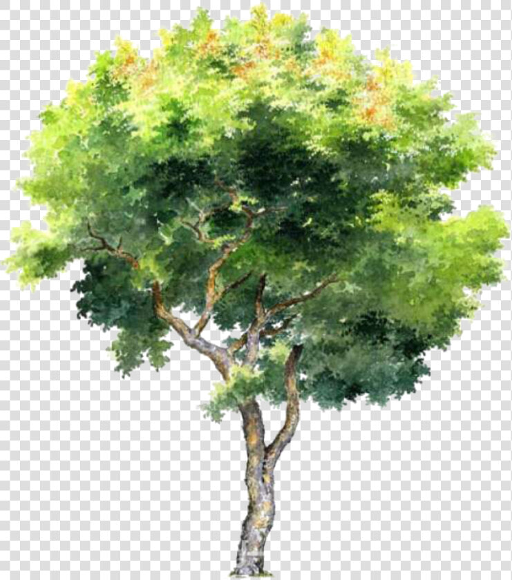 Architectural Rendering Watercolor Trees Png  Transparent PngTransparent PNG