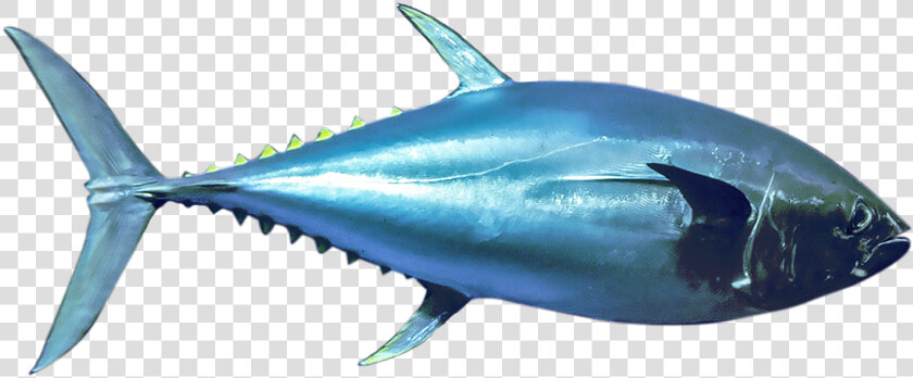 Bluefin Tuna Png  Transparent PngTransparent PNG