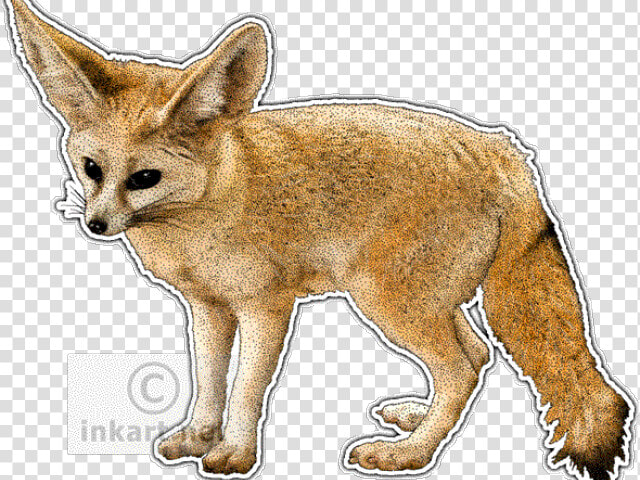 Fennec Fox Clipart Easy Drawing   Difference Between Jackal Fox And Wolf  HD Png DownloadTransparent PNG