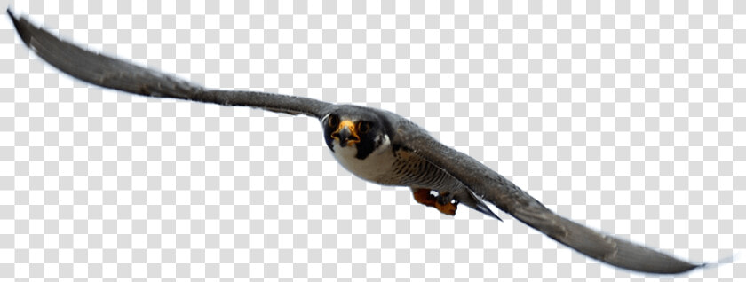 Peregrine Falcon  HD Png DownloadTransparent PNG