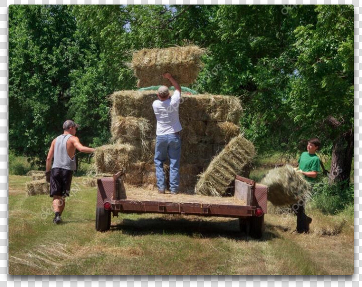 Bucking Hay   Hay  HD Png DownloadTransparent PNG