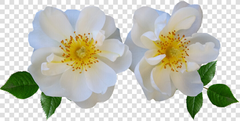 Flowers  Rose  White  Summer   White Summer Flowers Png  Transparent PngTransparent PNG