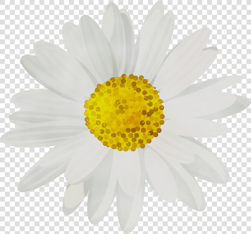 Portable Network Graphics Clip Art Common Daisy Desktop   Transparent Background Daisy Png  Png DownloadTransparent PNG