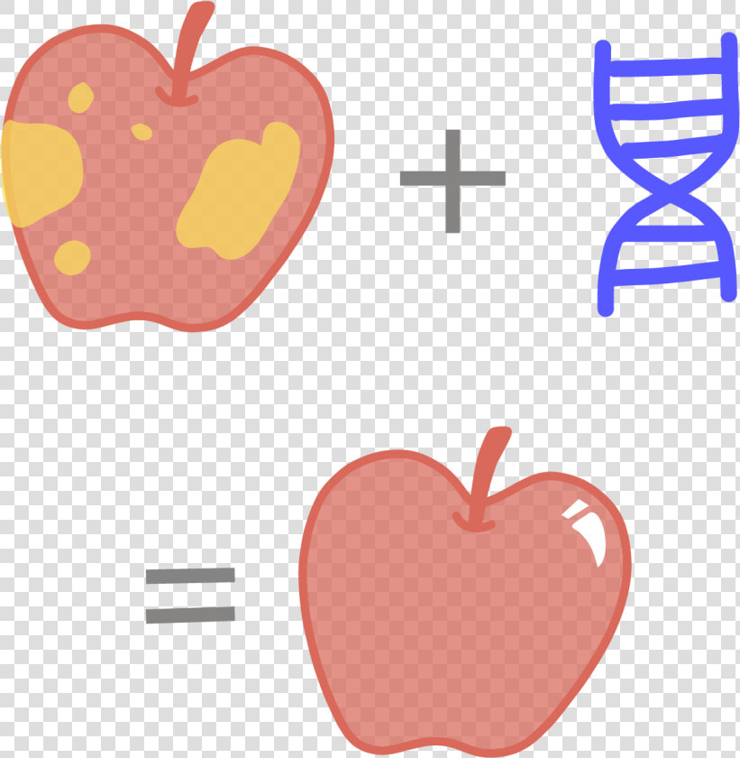 Image Of A Genetically Modified  Rotting Apple That   Genetically Modified Gmo  HD Png DownloadTransparent PNG