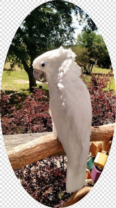 Sulphur crested Cockatoo  HD Png DownloadTransparent PNG