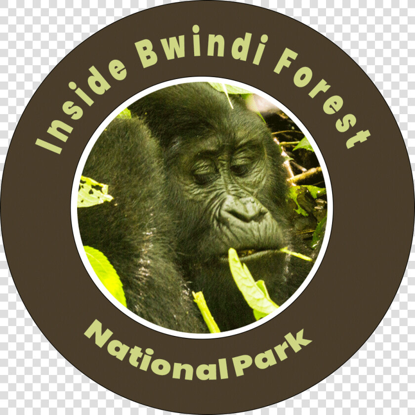 Inside Bwindi Forest National Park   Gloucester Road Tube Station  HD Png DownloadTransparent PNG