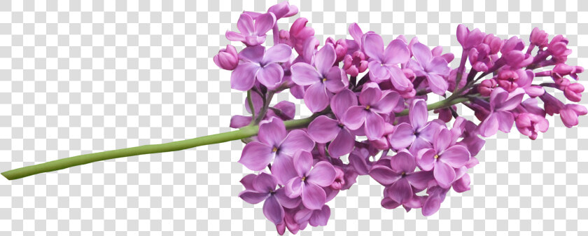 Lilac Png   Lilac Flower  Transparent PngTransparent PNG