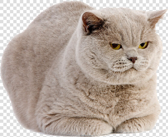 Kitty Transparent Scottish Fold   British Shorthair Lilac  HD Png DownloadTransparent PNG